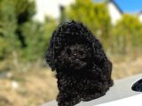 Safkan Mini Toy Poodle Yavrular