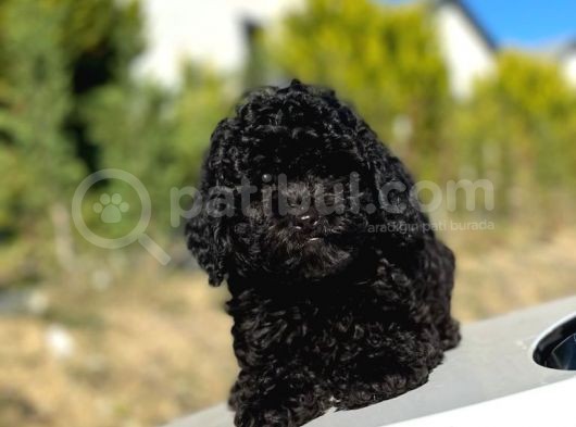 Safkan Mini Toy Poodle Yavrular görsel