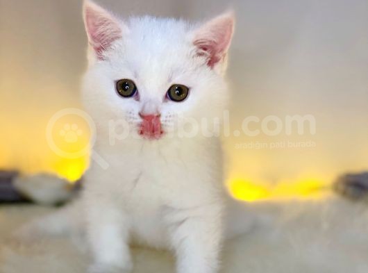 Nadir Bulunan British Shorthair White görsel