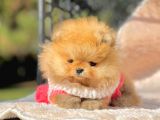 Safkan Pomeranian Boo Yavrularımız