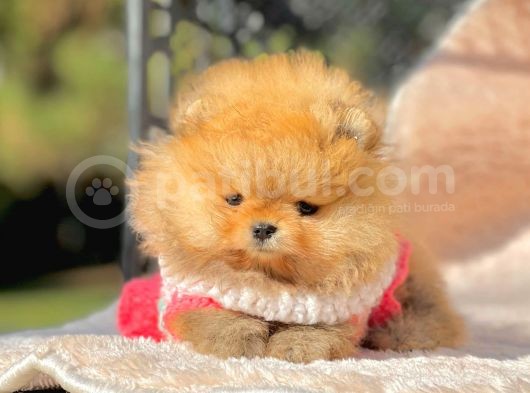 Safkan Pomeranian Boo Yavrularımız görsel