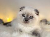 Show Kalite Scottish Fold Blue Point