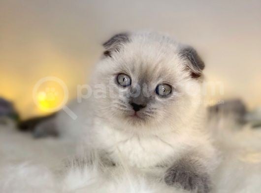 Show Kalite Scottish Fold Blue Point
