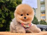Safkan Pomeranian Boo Yavrularımız
