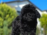 Safkan Mini Toy Poodle Yavrular