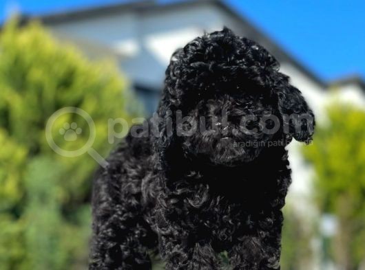 Safkan Mini Toy Poodle Yavrular görsel
