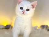 Nadir Bulunan British Shorthair White