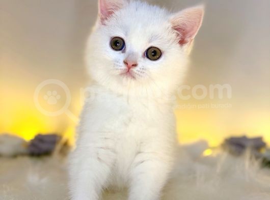 Nadir Bulunan British Shorthair White görsel
