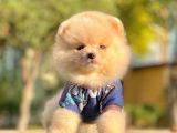 Safkan Pomeranian Boo Yavrularımız