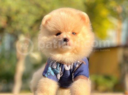 Safkan Pomeranian Boo Yavrularımız görsel