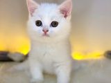 Nadir Bulunan British Shorthair White