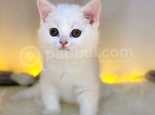 Nadir Bulunan British Shorthair White