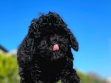 Safkan Mini Toy Poodle Yavrular