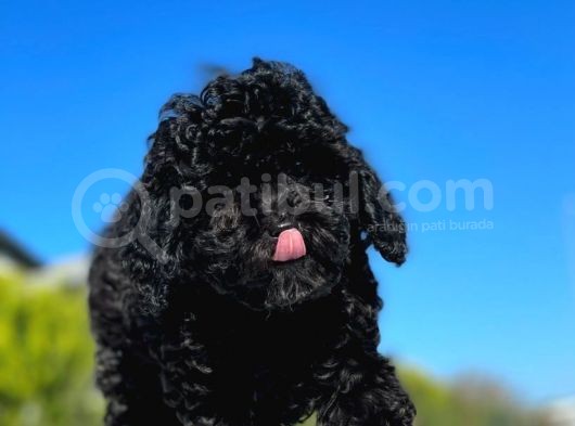 Safkan Mini Toy Poodle Yavrular görsel