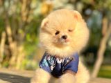 Safkan Pomeranian Boo Yavrularımız