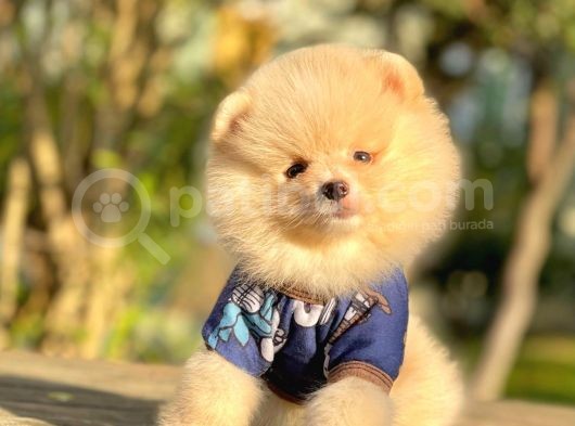 Safkan Pomeranian Boo Yavrularımız görsel