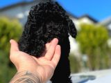 Safkan Mini Toy Poodle Yavrular