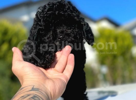 Safkan Mini Toy Poodle Yavrular görsel