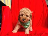 Safkan Toy Poodle Yavrularımız