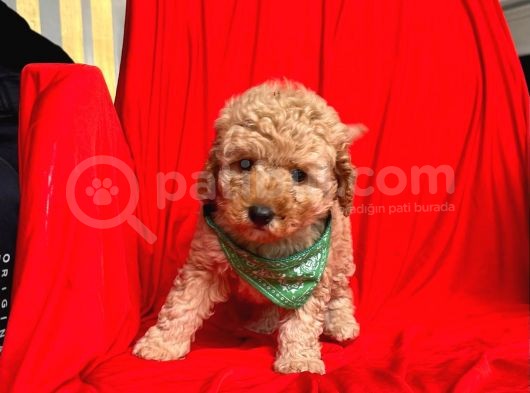 Safkan Toy Poodle Yavrularımız görsel