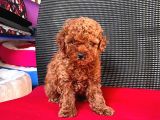 Safkan Toy Poodle Yavrularımız