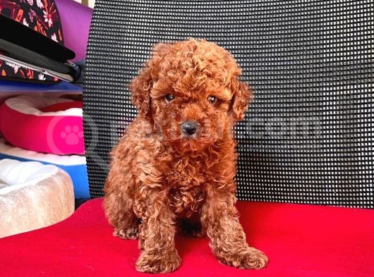 Safkan Toy Poodle Yavrularımız