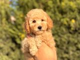 Bebek Surat Toy Poodle Yavrularimiz