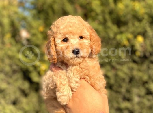 Bebek Surat Toy Poodle Yavrularimiz görsel