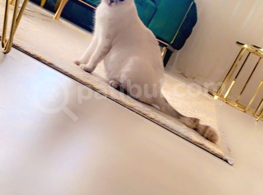 Safkan Scottish Fold Anne Baba Da Mevcut görsel