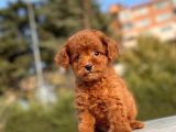 Muhtesem Guzellikte Toy Poodle Yavrularimiz