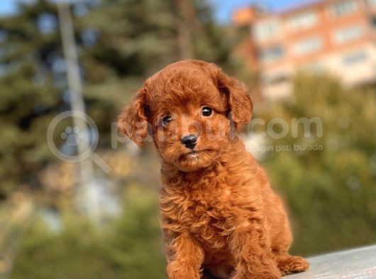 Muhtesem Guzellikte Toy Poodle Yavrularimiz