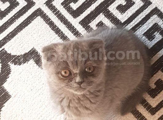 Masum Suratlı Mia görsel