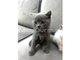 Safkan Britsh Ve Blue Point