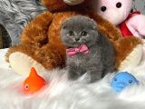 Scottish Fold Efsane Kaliteli Yavrular 0 Kulak Bebekler