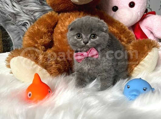 Scottish Fold Efsane Kaliteli Yavrular 0 Kulak Bebekler görsel