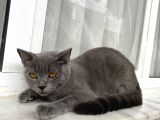 British Shorthair Oglumuz