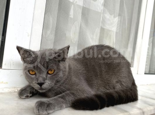 British Shorthair Oglumuz görsel