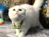 Aaa++++ Kalite Scottish Fold Safkan Yavrular Teslime Hazır