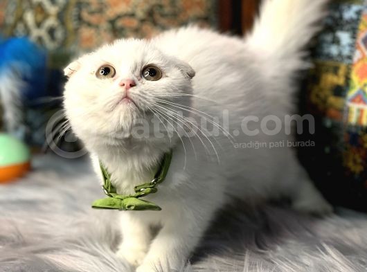 Aaa++++ Kalite Scottish Fold Safkan Yavrular Teslime Hazır görsel