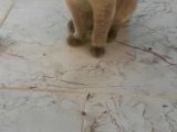 Safkan Scottish Fold Anne Baba Da Mevcut