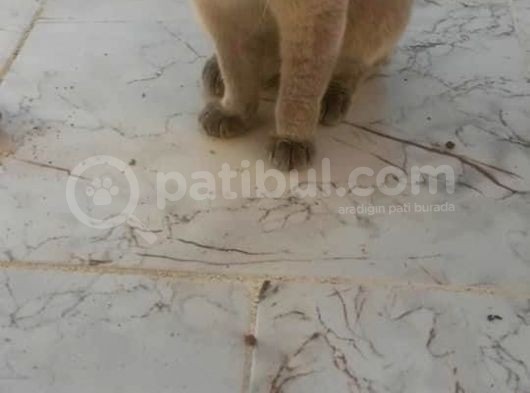 Safkan Scottish Fold Anne Baba Da Mevcut görsel