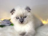 Show Kalite Scottish Fold Blue Point