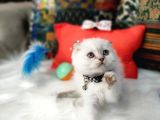Aaa++++ Kalite Scottish Fold Safkan Yavrular Teslime Hazır