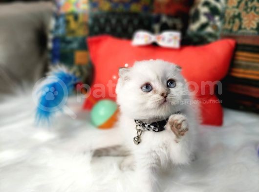 Aaa++++ Kalite Scottish Fold Safkan Yavrular Teslime Hazır