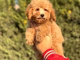 Muhtesem Kalite Toy Poodle Yavrular