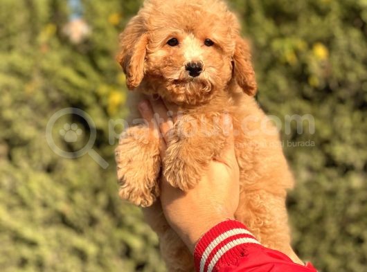 Muhtesem Kalite Toy Poodle Yavrular