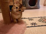 Muhtesem Kalite Golden Scottish Fold Yavru Oyuncu Kalite