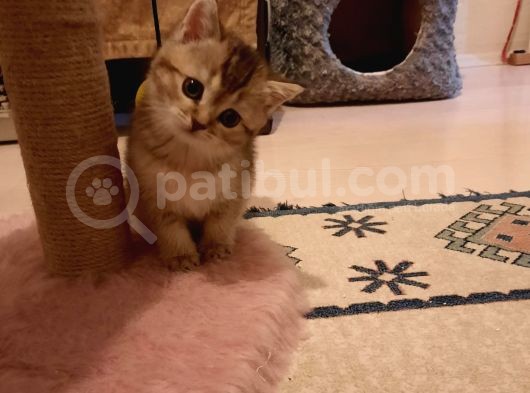 Muhtesem Kalite Golden Scottish Fold Yavru Oyuncu Kalite görsel