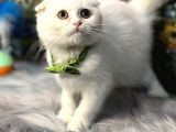 Aaa++++ Kalite Scottish Fold Safkan Yavrular Teslime Hazır