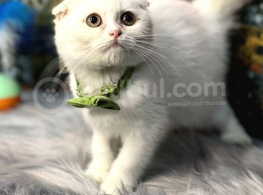 Aaa++++ Kalite Scottish Fold Safkan Yavrular Teslime Hazır görsel